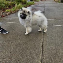 Jackpot - Black and silver male Keeshond puppy in Clackamas County, Oregon from Trillium Keeshonden
