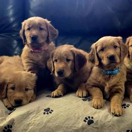 Golden Retrievers from Sonoran Golden Retrievers