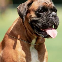 Boxers from Kennel From Tripillya