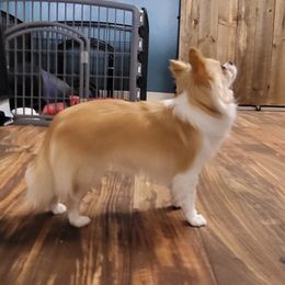 Chihuahua All Grown Up from Lisa's Chihuahuas