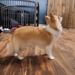 Chihuahua All Grown Up from Lisa's Chihuahuas