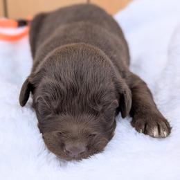 Orange collar - Brown and white male Aussiedoodle puppy in Coulee City, Washington from Mr and Mrs Doodle Farm