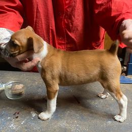 Girl 1 - Rat Terrier puppy from DHart Farm & Kennel