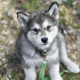 Triss - Agouti and white female Alaskan Malamute puppy in Kingston, Tennessee from North Shore Alaskan Malamutes