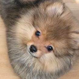 Pomeranians from Kayla's Pomeranians