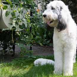 Goldendoodle, Poodle, and Sheepadoodle All Grown Up from Finger Lakes Doodles