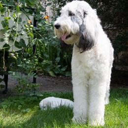 Goldendoodle, Poodle, and Sheepadoodle All Grown Up from Finger Lakes Doodles
