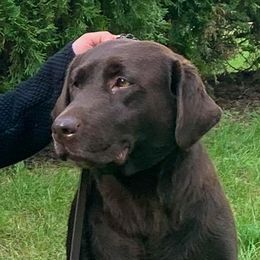 Bay - Labrador Retriever