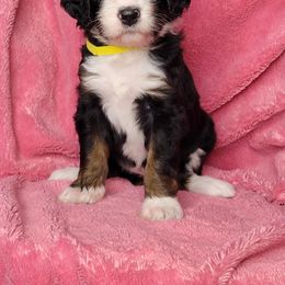 Bernedoodle Puppies from Beloved Bernedoodles of North Dakota