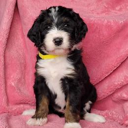 Bernedoodle Puppies from Beloved Bernedoodles of North Dakota