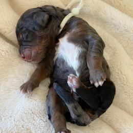 White Boy - Merle male Bernedoodle puppy in Fort Gibson, Oklahoma from Waggle Doodles