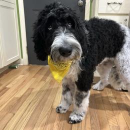 Tuni - Goldendoodle