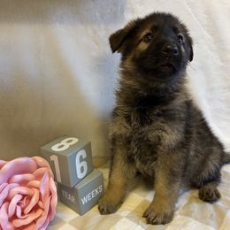 Belle - Sable female German Shepherd puppy in Stanardsville, Virginia from Majestic K9 LLC
