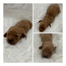 Boy 2 - Red male Dachshund puppy in Chehalis, Washington from McJazzin Doxies