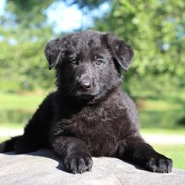 3rd Pick female - Black female German Shepherd puppy in Elkmont, Alabama from Oakmont Shepherds