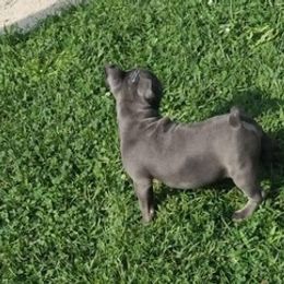 French Bulldogs from Walls' Kennel