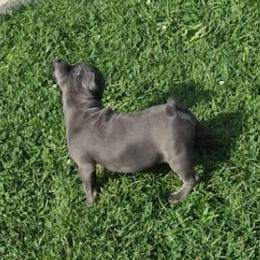 French Bulldogs from Walls' Kennel