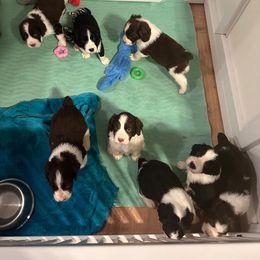 English Springer Spaniel Puppies from Chivalry English Springer Spaniels