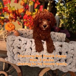 Goldendoodle Puppies from With Love Golden Doodles