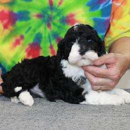 Micky - Black and white male Portuguese Water Dog puppy in Beatrice, Nebraska from Success Portuguese Water Dogs