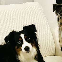 Miniature American Shepherds, Miniature Australian Shepherds, and Toy Australian Shepherds from Corner Oak Aussies
