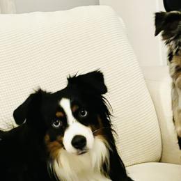 Miniature American Shepherds, Miniature Australian Shepherds, and Toy Australian Shepherds from Corner Oak Aussies