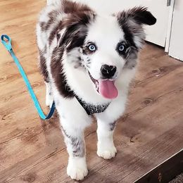 Australian Shepherds and Miniature Australian Shepherds from Wiggle Creek Aussies