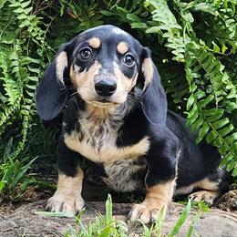 Trailmix - Dapple male Dachshund puppy in Mount Sherman, Kentucky from Kaleidoscope Dachshunds and Whippets