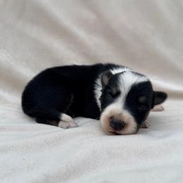 Black Tri Male - Tri-color male Border Collie puppy in Okeechobee, Florida from Cowtown Corgis & Border Collies