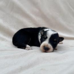 Black Tri Male - Tri-color male Border Collie puppy in Okeechobee, Florida from Cowtown Corgis & Border Collies