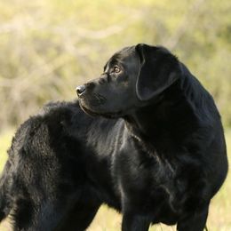 Golden Retrievers and Labrador Retrievers from Twisted Ranch Retrievers