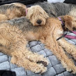 Otterhounds from Con Cara Otterhounds- Breeding Fall/Winter 2026!