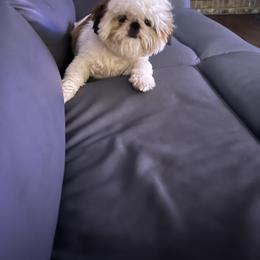 Dagger - Red and white male Shih Tzu puppy in Dallas, Texas from Almost Heaven Shih Tzu