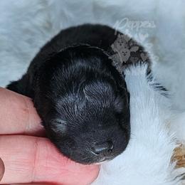 Pepper's What I've Done - Ivy - Black and brindle female Pomeranian puppy in Plant City, Florida from Pepper's Pomeranians