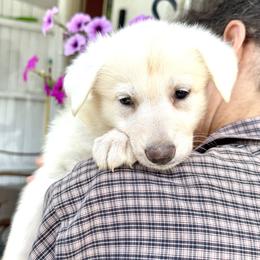 Avalon - White female German Shepherd puppy in Perkasie, Pennsylvania from Twila Ruth Herot