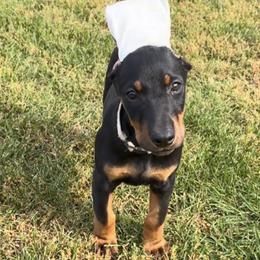 Girl 3 - Black and rust female Doberman Pinscher puppy in Centralia, Missouri from TopSpots Farm