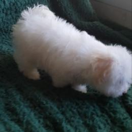 Maltipoo Puppies from Little Cupcakes and Little Punkins Maltipoos