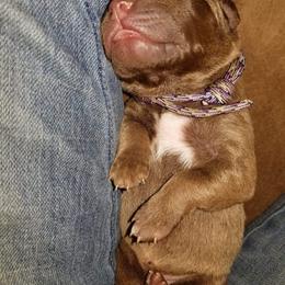 Chesapeake Bay Retriever and Great Dane Puppies from Desert Oasis Kennels