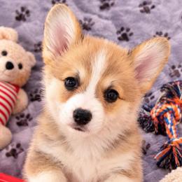 Brown Collar - Sable male Pembroke Welsh Corgi puppy in Abingdon, Virginia from Em-K Kennels