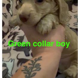 Green Collar-Non Dapple - Cream male Dachshund puppy in Mt. Pleasant, Texas from The Spotted Doxie