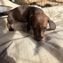 Girl 2 - Brindle female Dachshund puppy in Pearce, Arizona from Katy West Weenies