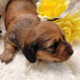 Dachshund Puppies from CLARK'S BREEDING PROGRAM