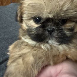 Jason - Red male Shih Tzu puppy in Lakewood, Ohio from Purelyshihtzupups