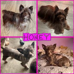 Honey - Yorkshire Terrier