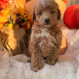 Aspen - Red  female Goldendoodle puppy in Somerset, Kentucky from Hilltop Doodles KY LLC