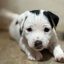 Puppy 3 - Tri-color male Jack Russell Terrier puppy in Yakima County, Washington from Saddle Rock Kennels