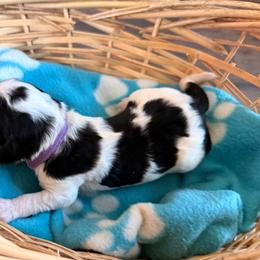 Purple - Black and white female Sheepadoodle puppy in Prairie Du Chien, Wisconsin from Hicklin Hollow Ranch