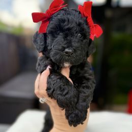 Suzette - Black female Goldendoodle puppy in Miami, Florida from Jade’s Paws & Co. Of Miami LLC