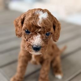 Bernedoodle, Goldendoodle, and Poodle Puppies from Beach Doodles
