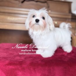 Girl 1 - White female Maltese puppy in Snowville, Utah from Navabo Diamond